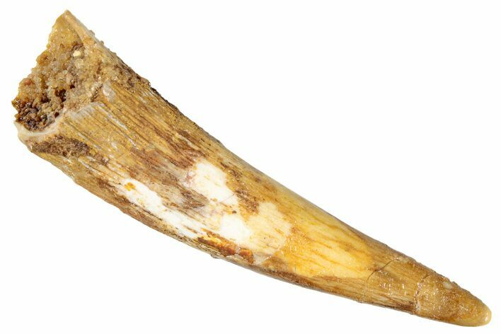 Huge, Fossil Pterosaur (Siroccopteryx) Tooth - Morocco #274343